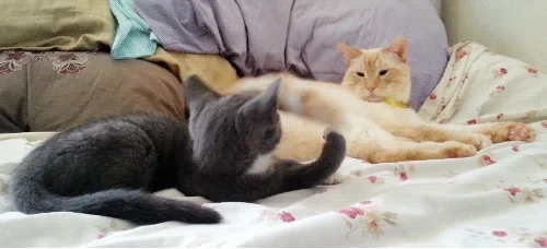 cats GIF