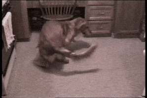Golden Retriever Spinning GIF by AFV Pets