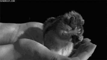 squirrel grooming GIF