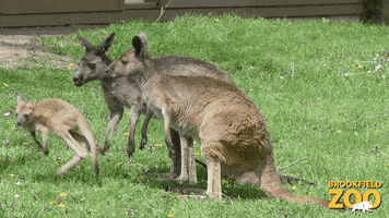 Baby Reaction GIF by Brookfield Zoo