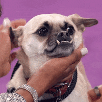 Dog Cherish GIF by ABC Network