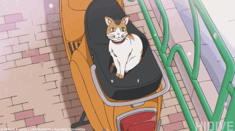 kawaii cat anime cat gif  WiffleGif