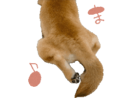 柴犬 Sticker