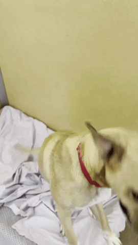 Monmouth County SPCA GIF