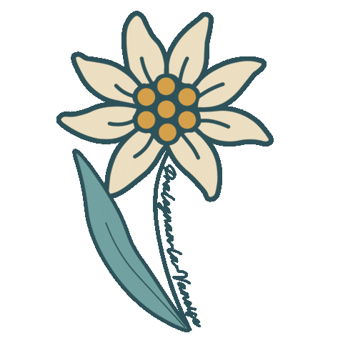Fleur Edelweiss Sticker by Pralognan-la-Vanoise