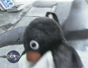Penguin Traveling GIF - Find & Share on GIPHY