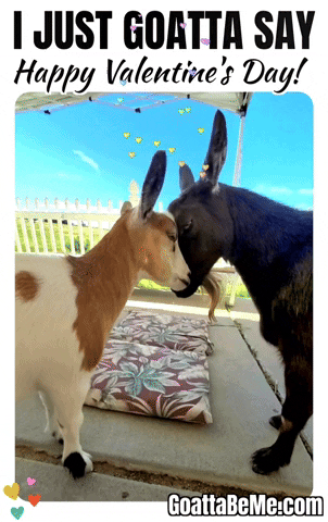 Valentines Day GIF by Goatta Be Me Goats! Adventures of Java, Toffee, Pumpkin and Cookie!