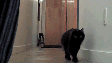 Cat Kitty GIF - Find & Share on GIPHY