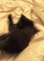 funny cat GIF funny cat GIF
