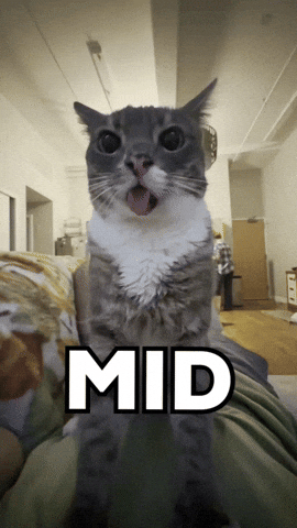 Cat Reaction GIF