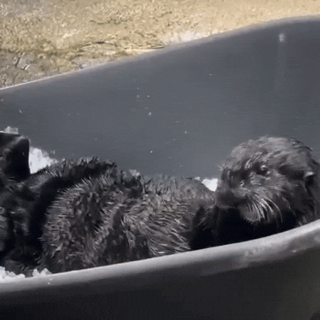 Nom Nom Chomp GIF by Aquarium of the Pacific