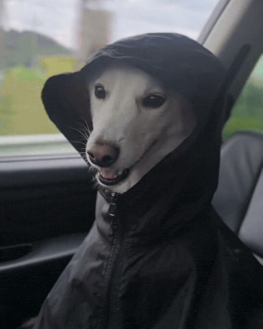 Dawg GIF