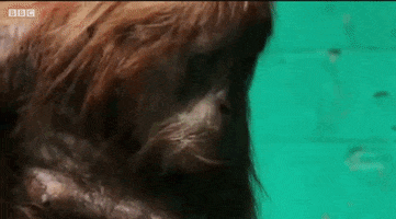 Construction GIF