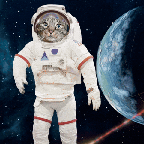 Cute Cat GIF by Furrend