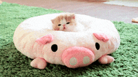 Adorable Animal Gifs That Are Packed With Cuteness - Animal Gifs - gifs - funny animals - funny gifs