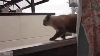 Bye Gifs Primo Gif Latest Animated Gifs