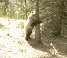 200.gif
