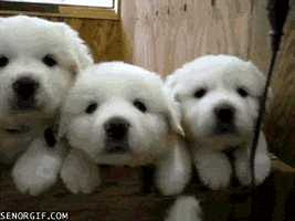 cheezburger animals cute puppy white