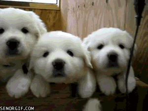  cute animals puppy white box GIF