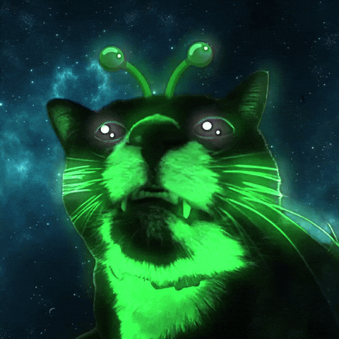 Cat GIF