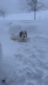 'Living Your Best Life': Snow-Loving Dog Cheekily Defies Owner