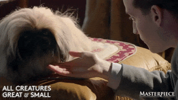 Good Boy Pet GIF by MASTERPIECE | PBS