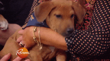 Sleepy Pit Bull GIF by Rachael Ray Show