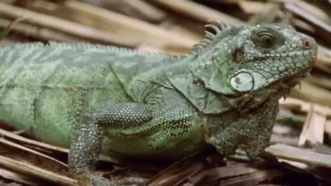 Iguana GIFs - Get the best GIF on GIPHY