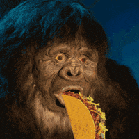 taco eating GIF
