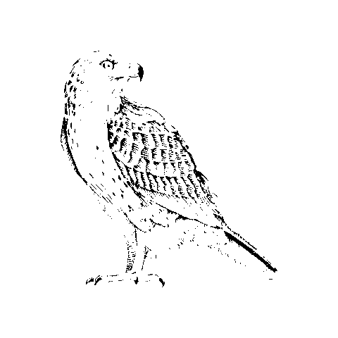 redhawktwinfalls Sticker