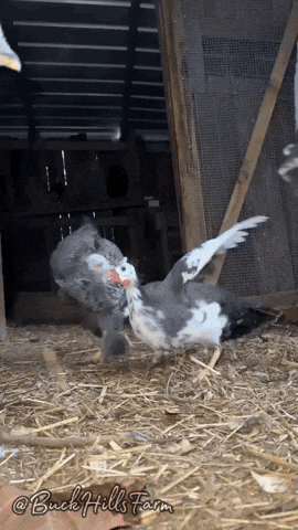 Guinea Fowl GIF by Buck Hills Farm