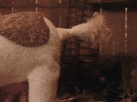 animated gif dog wagging tail