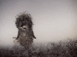 weirdo porcupine GIF
