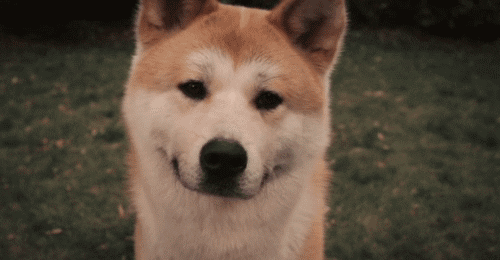 Shiba Inu Puppy Gifs Get The Best Gif On Giphy