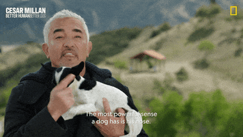 Cesar Millan Dog GIF by National Geographic Channel