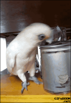 cockatoo