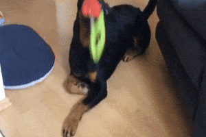 Dog GIF