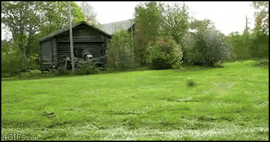 dog lawn GIF