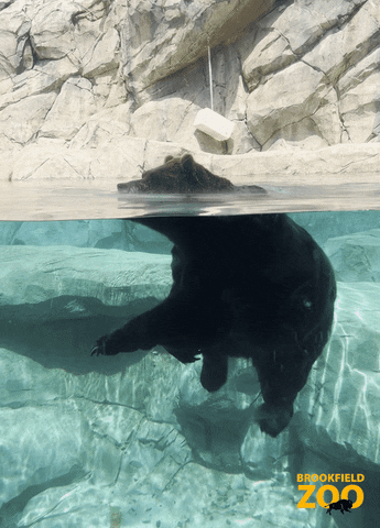 Bear Swimming GIF by Brookfield Zoo