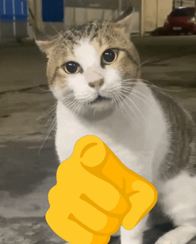 Cat GIF