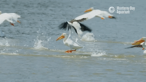 Fly-pelican-fly GIFs - Get the best GIF on GIPHY