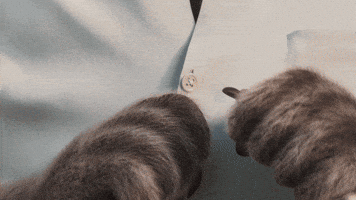 Shirt Getting Ready GIF by Compare the Market