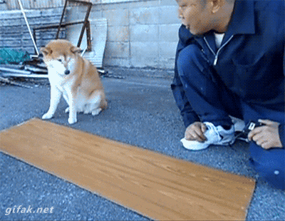 helping shiba inu GIF