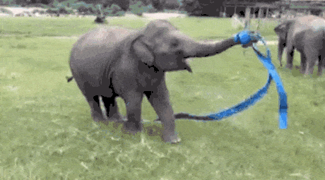 Elephant Party Hard GIF - Find & Share on GIPHY