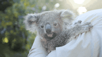 San Diego Koala GIF by San Diego Zoo Wildlife Alliance