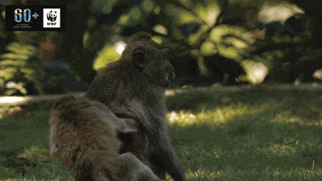 GIF by WWF España