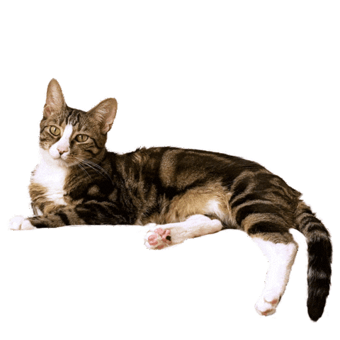 Cat Sticker by Bright Light Bright Light