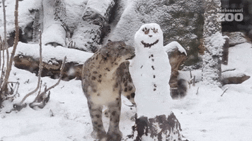 Sniffing Snow Leopard GIF by Korkeasaari Zoo