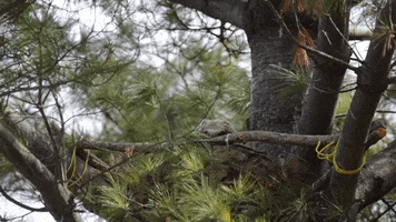Great Horned Owl Bird GIF by U.S. Fish and Wildlife Service