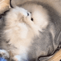 fluffy